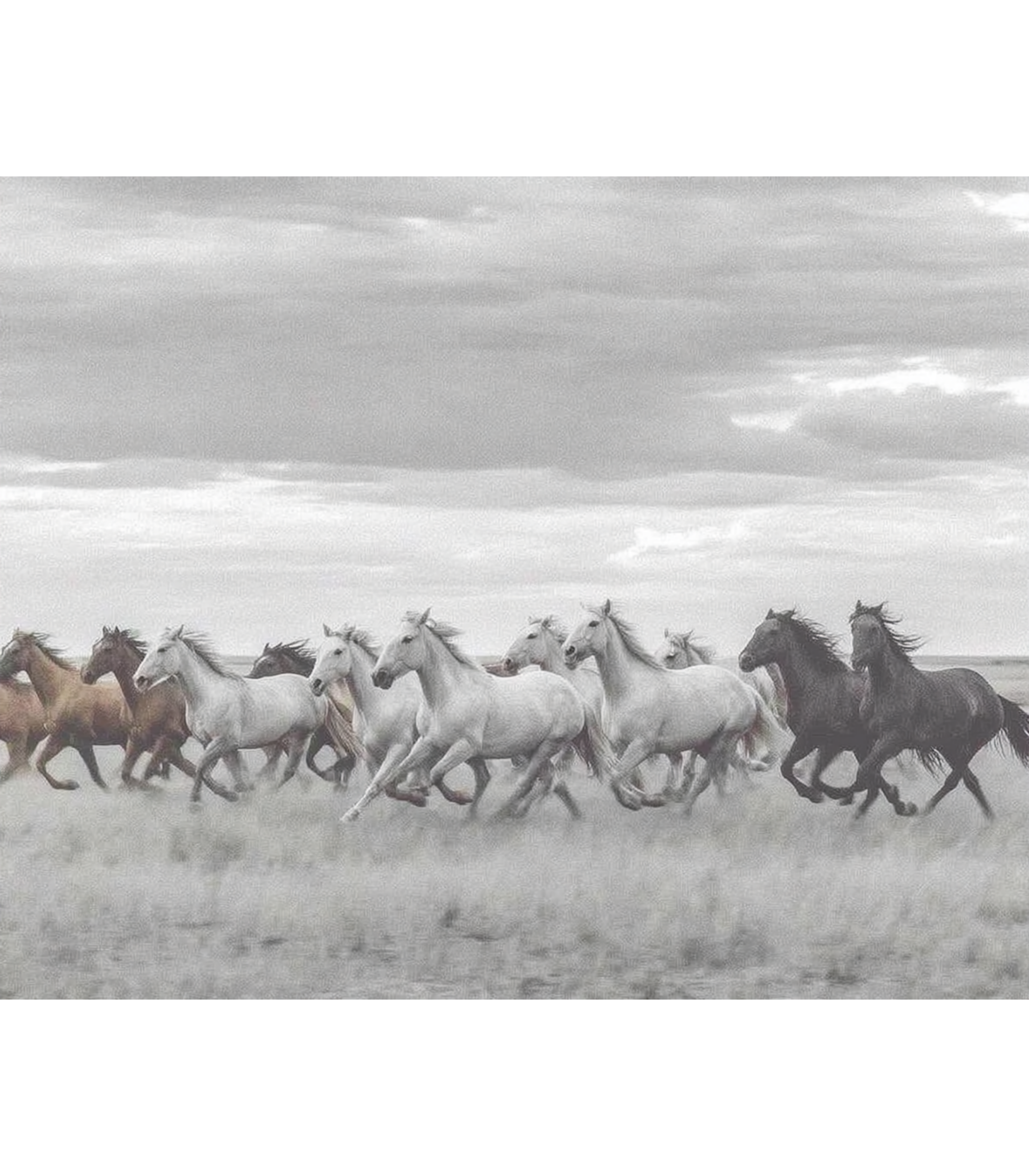 Dust and Silence – Wild Horses Wall Art | Monochrome Print
