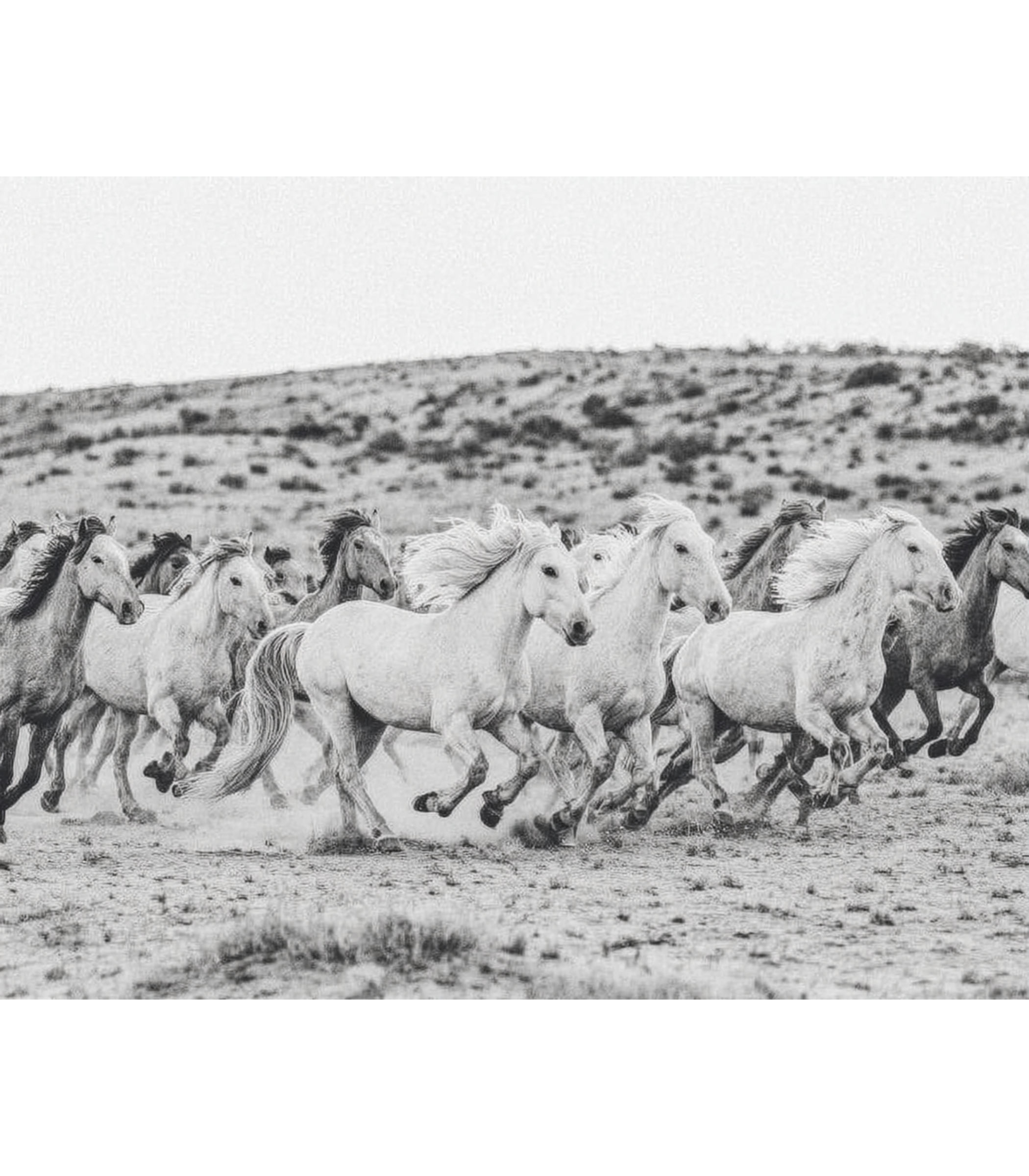 Endless Freedom – Wild Horses Wall Print | Large Statement Art