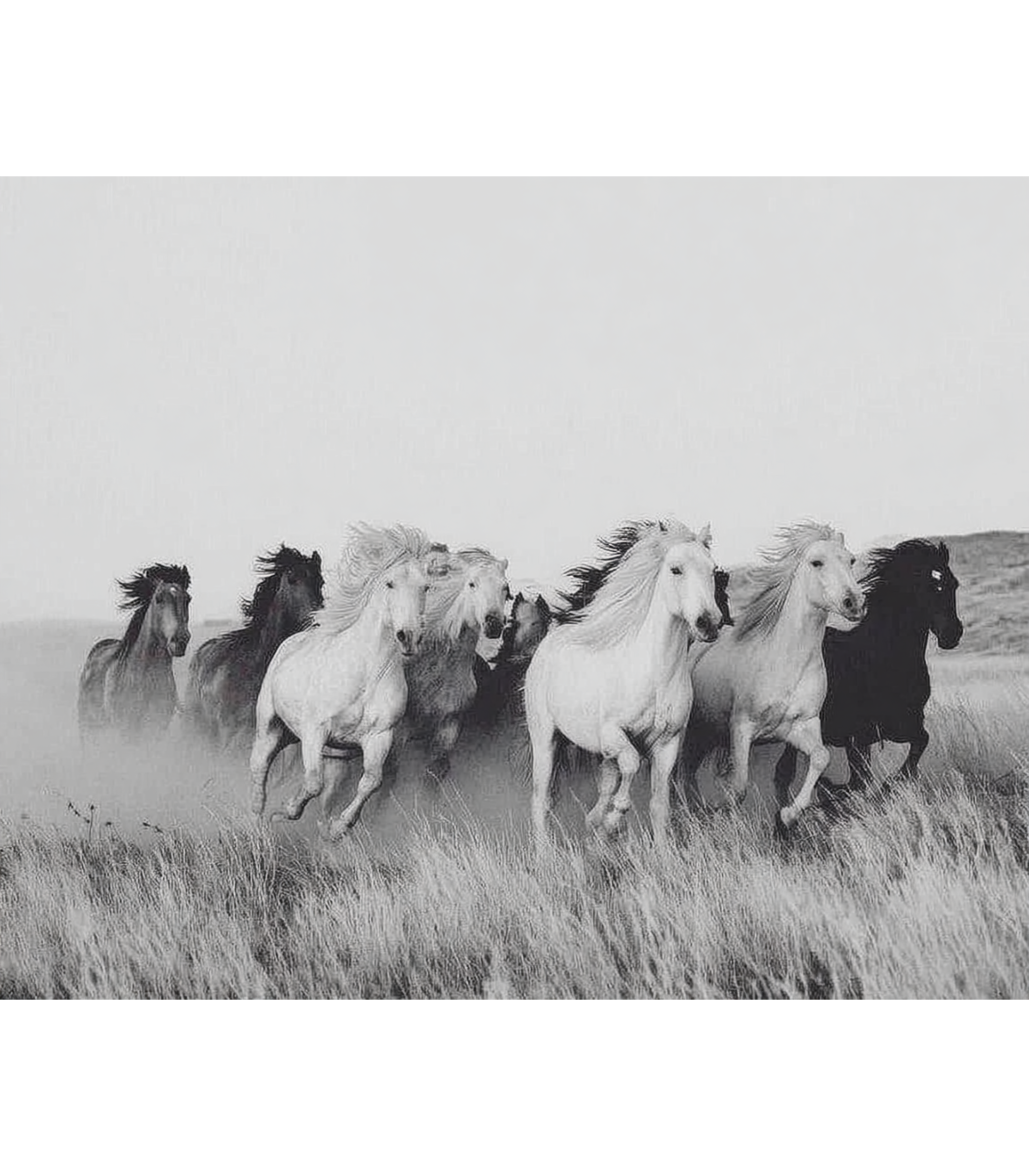 Echo of the Wild – Wild Horses Wall Art | Minimalist Nature Print
