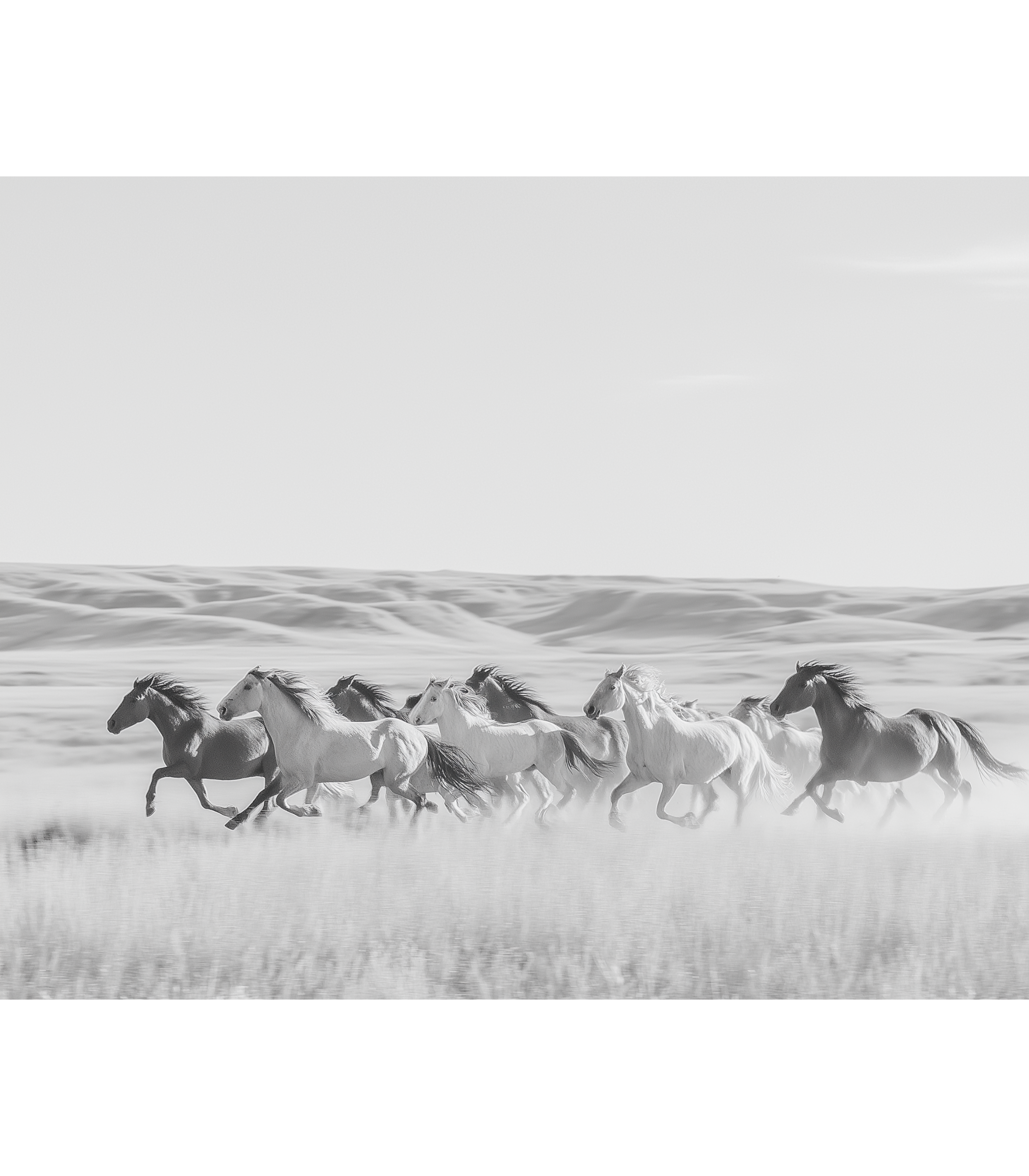Black and white photograph of horses running in a field