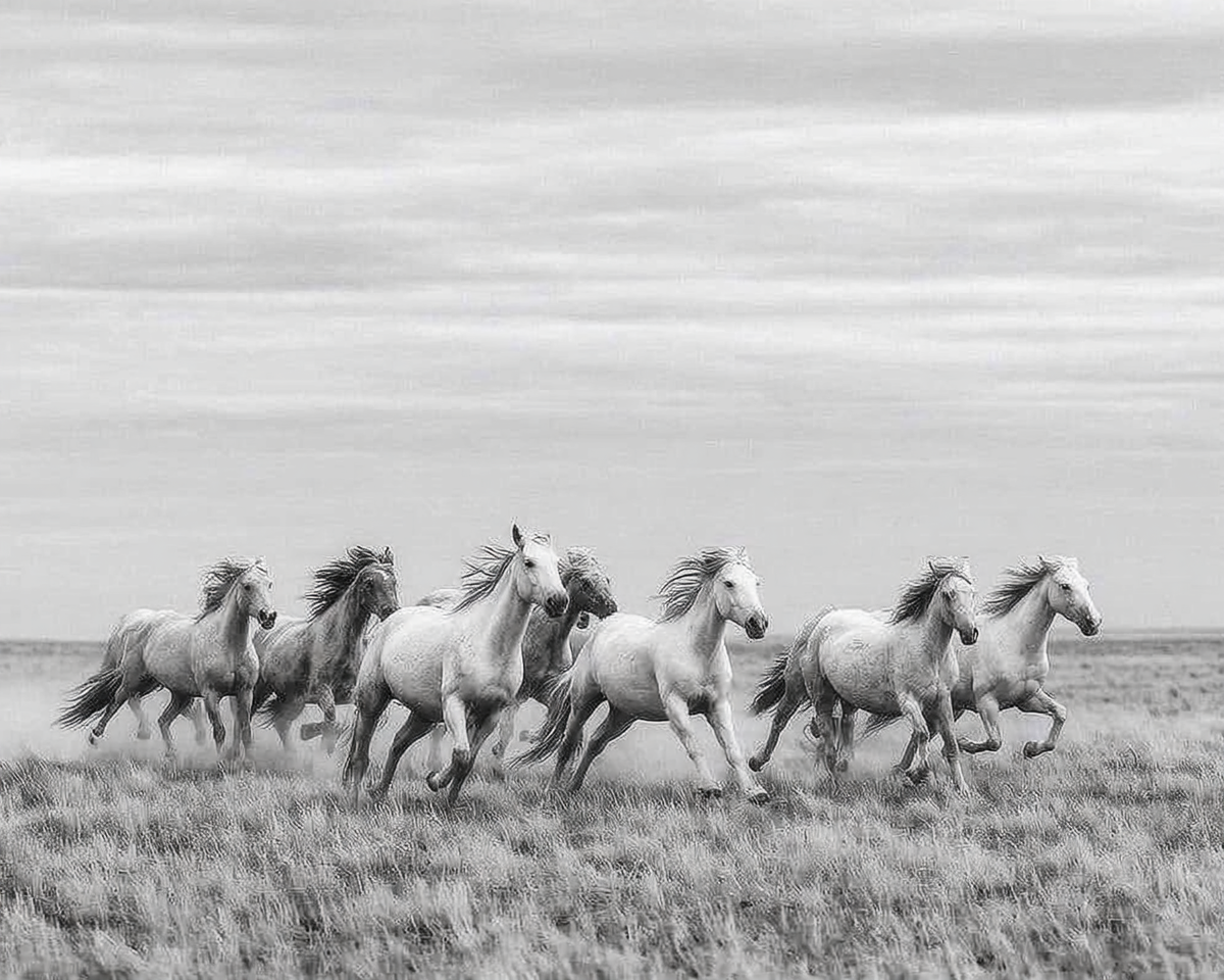Run with the Wind – Wild Horses Photography Print