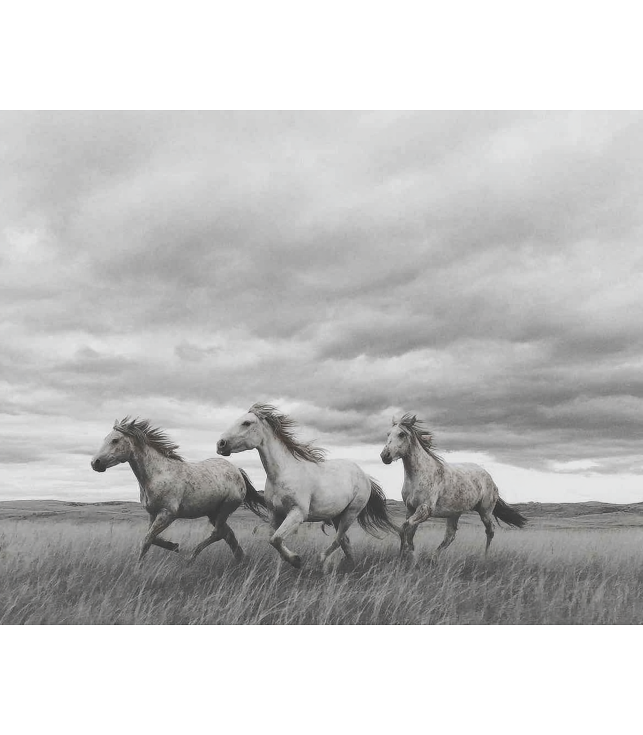 Thunder Across the Dunes – Wild Horses Print | Black & White Photography