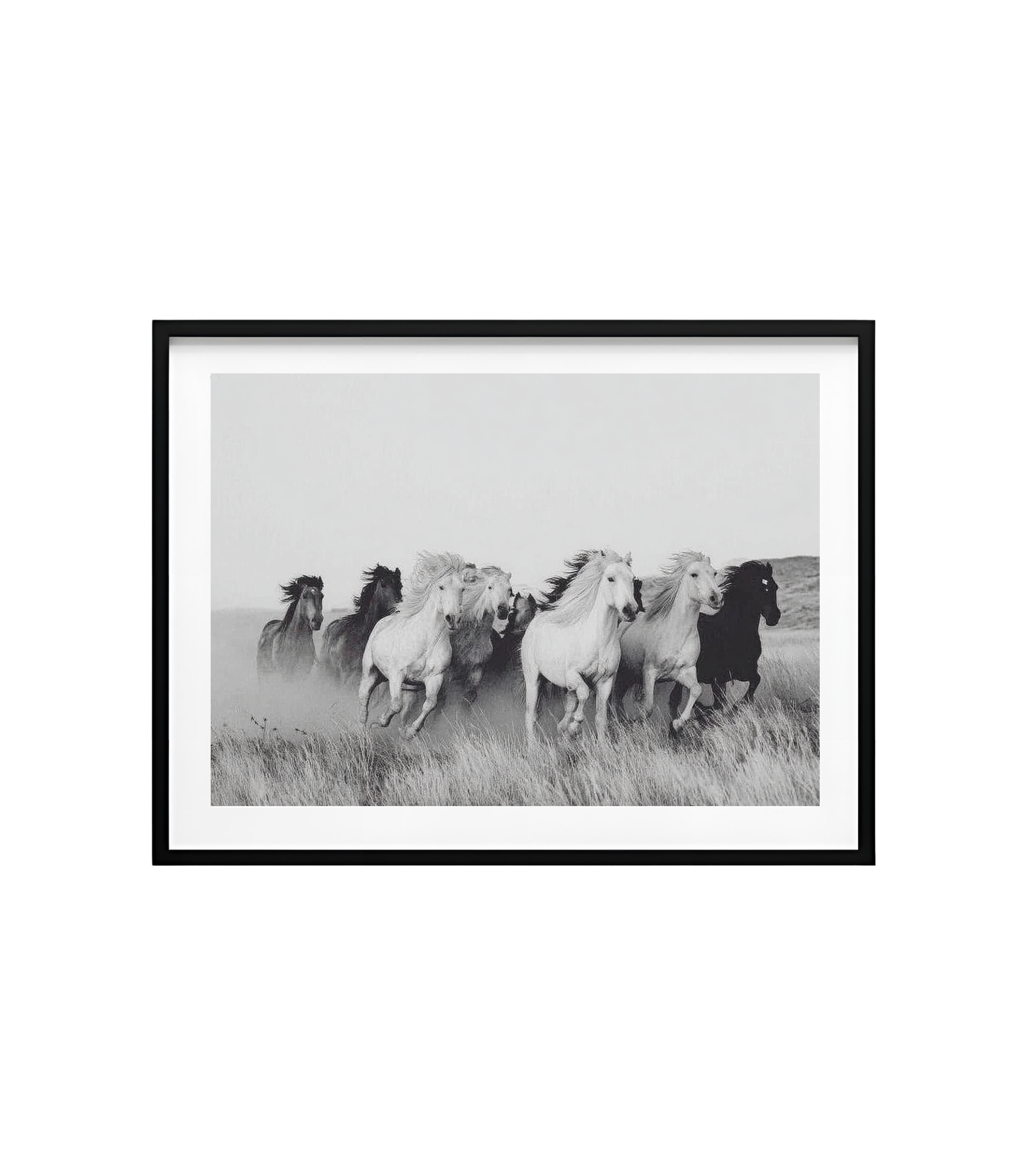 Wild Horses: Spirit of the Plains – Black & White Horse Photography Prints