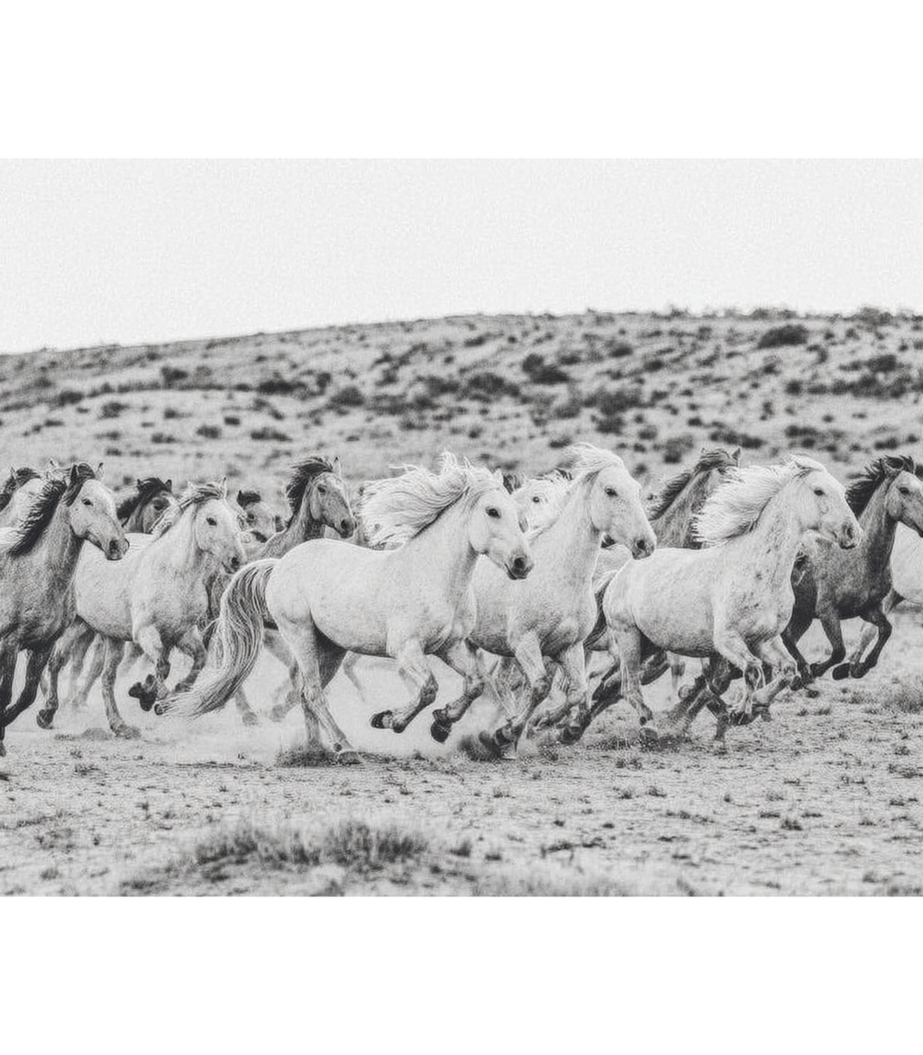 Endless Freedom – Wild Horses Wall Print | Large Statement Art